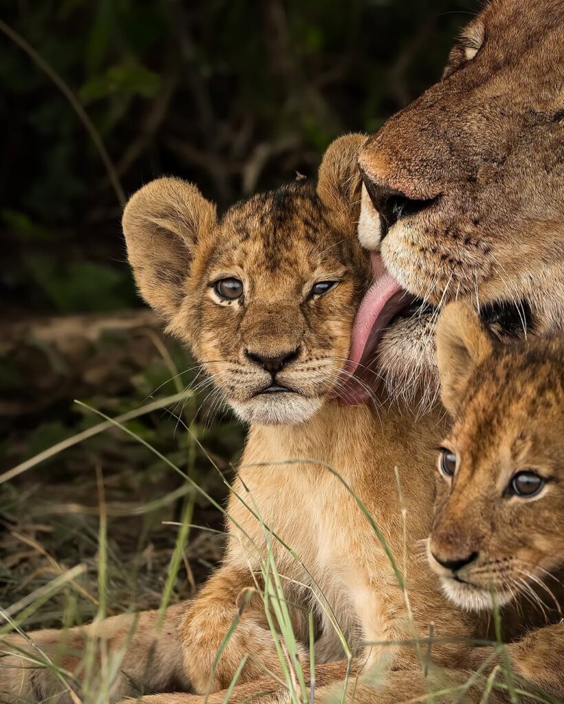 tour operator in tanzania