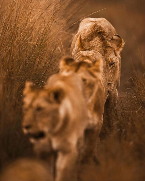 tour operator in tanzania