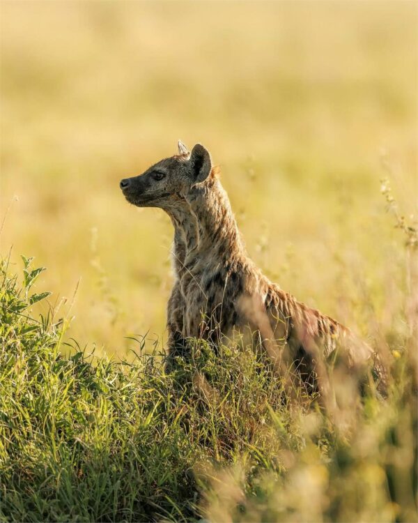 ngorongoro crater