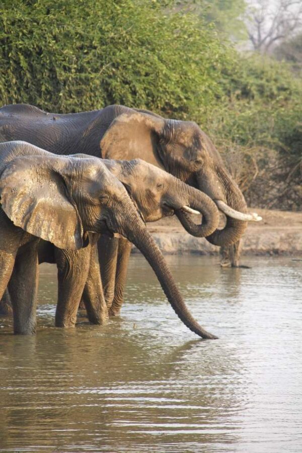tour operator in tanzania
