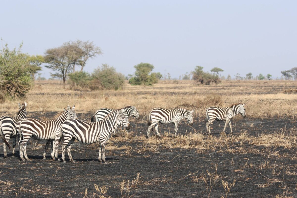 serengeti