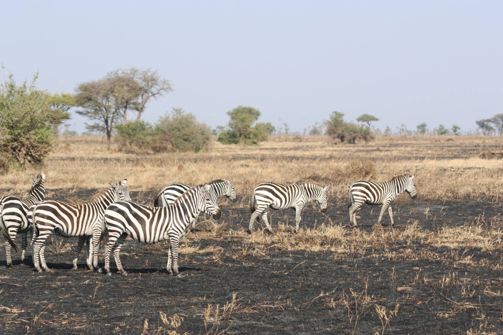 serengeti