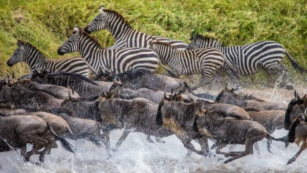 tanzania safari