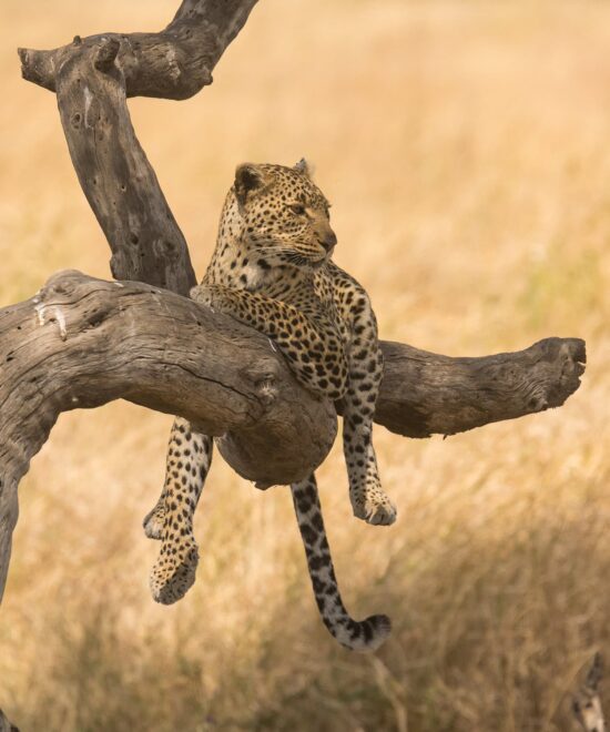 tour operator in tanzania