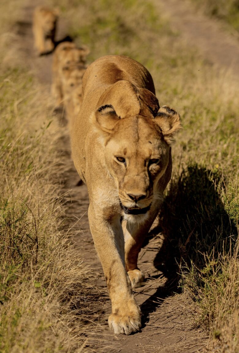 tanzania safari