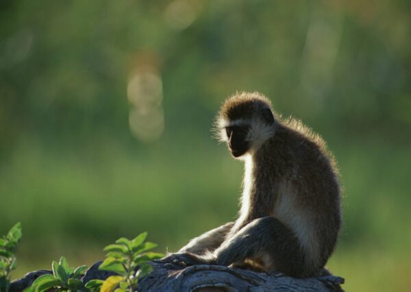 tanzania safari