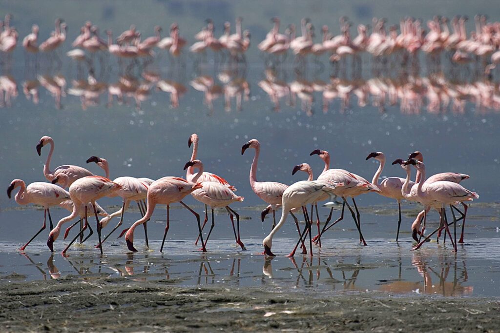 manyara national park