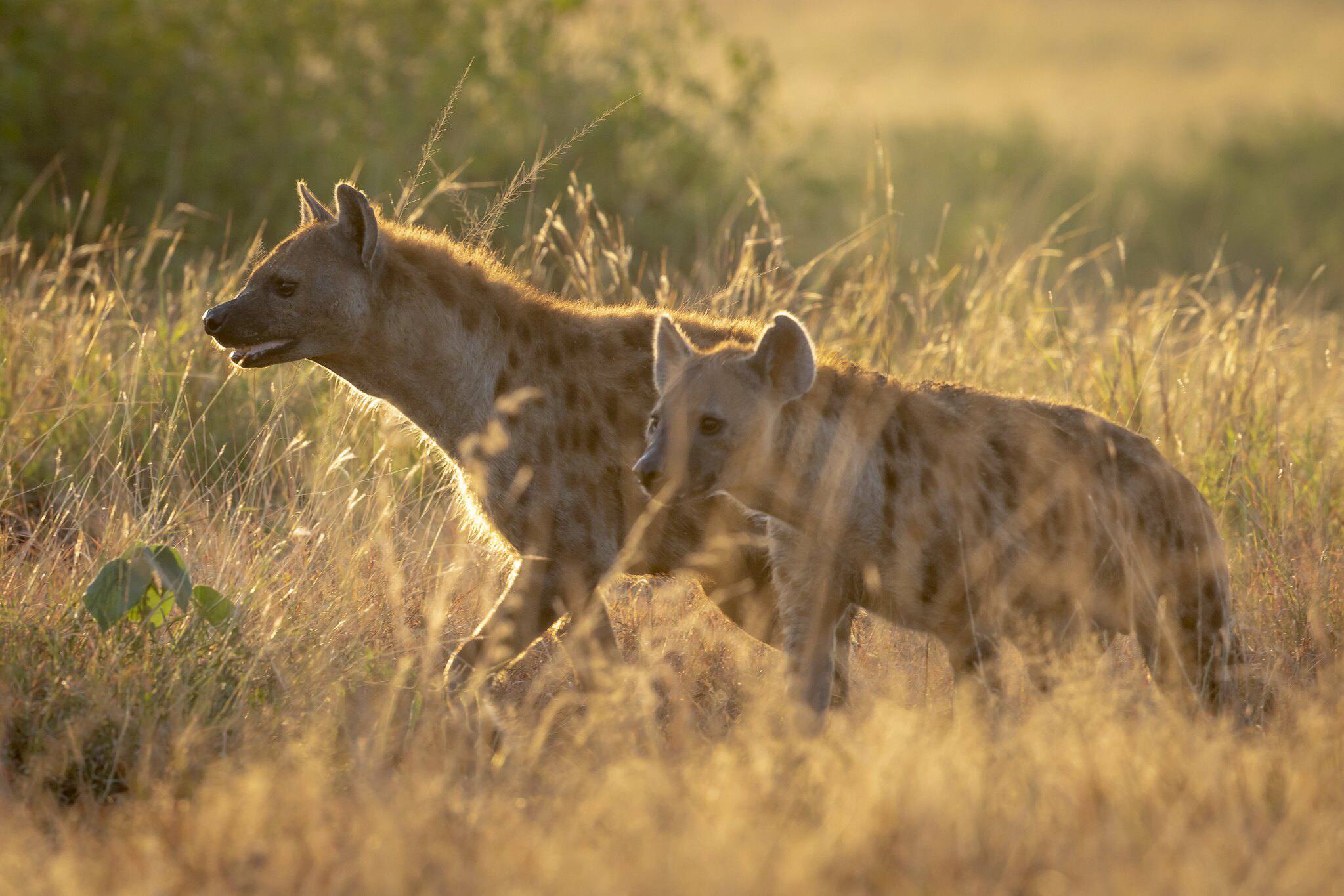 ngorongoro crater