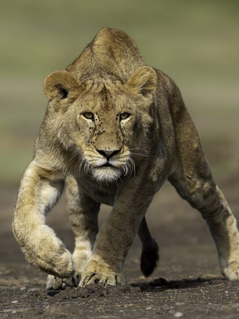 tour operator in tanzania