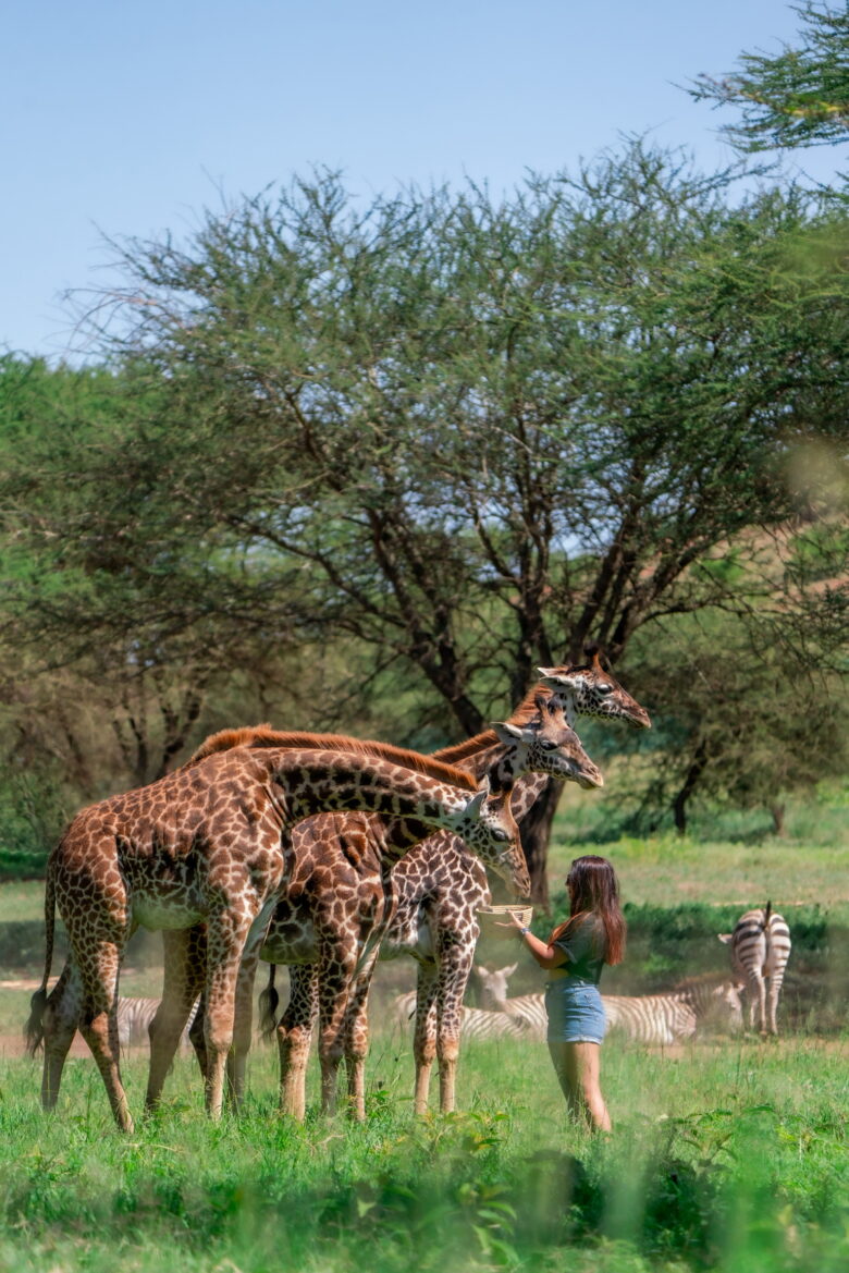 serval wildlife