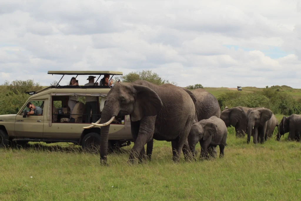 tanzania safari